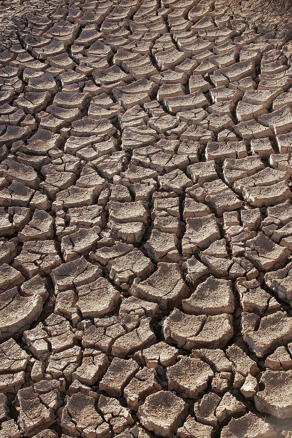 US wheat farmers navigate uncertainty amid drought and geopolitical chaos