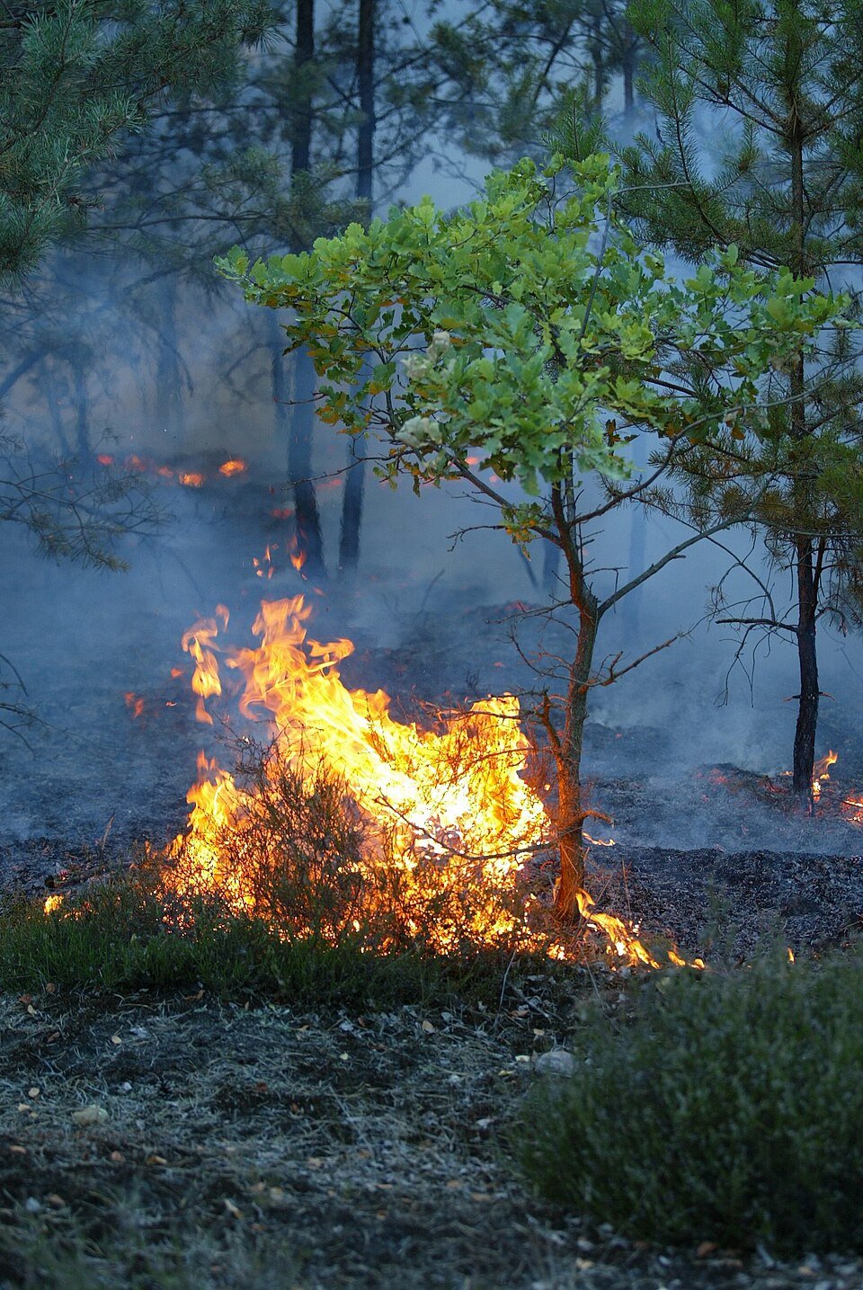 Croatia wildfire near Omiš injures residents and disrupts holiday travel