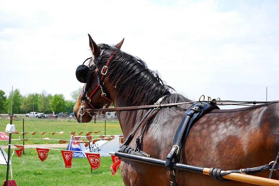 What Is a Harness?