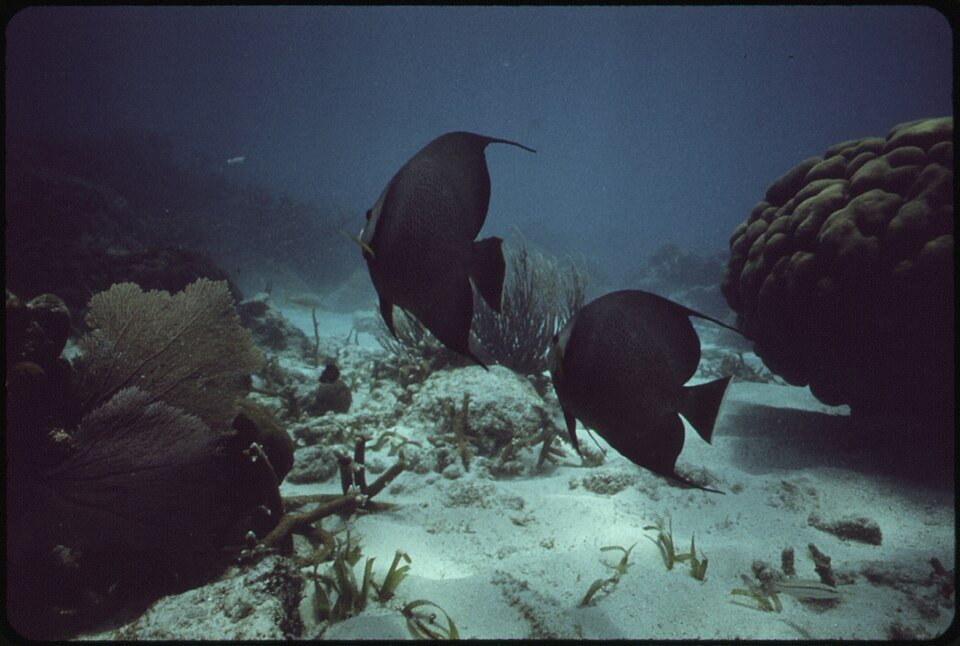 Global Coral Restoration Project Reports Early Signs of Recovery